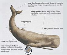 Gambar Ikan Paus Kecil